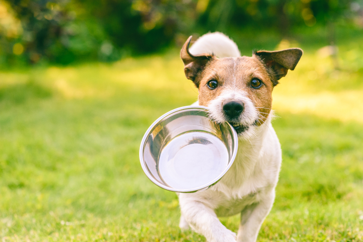 alimentation thérapeutique du chien