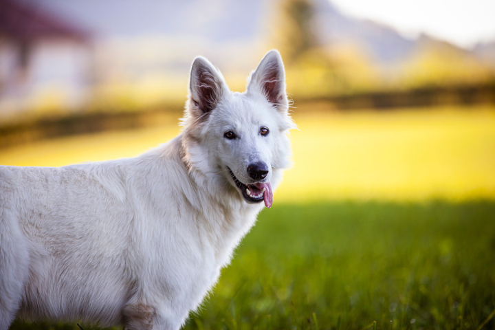 race du Berger blanc suisse