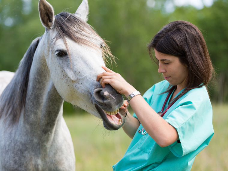 formations soins animaliers