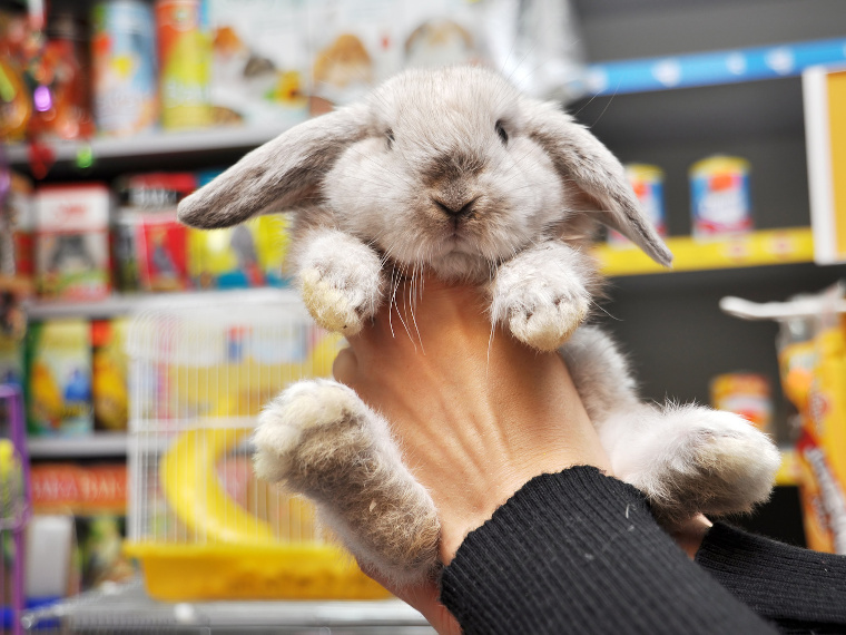 formations soins animaliers