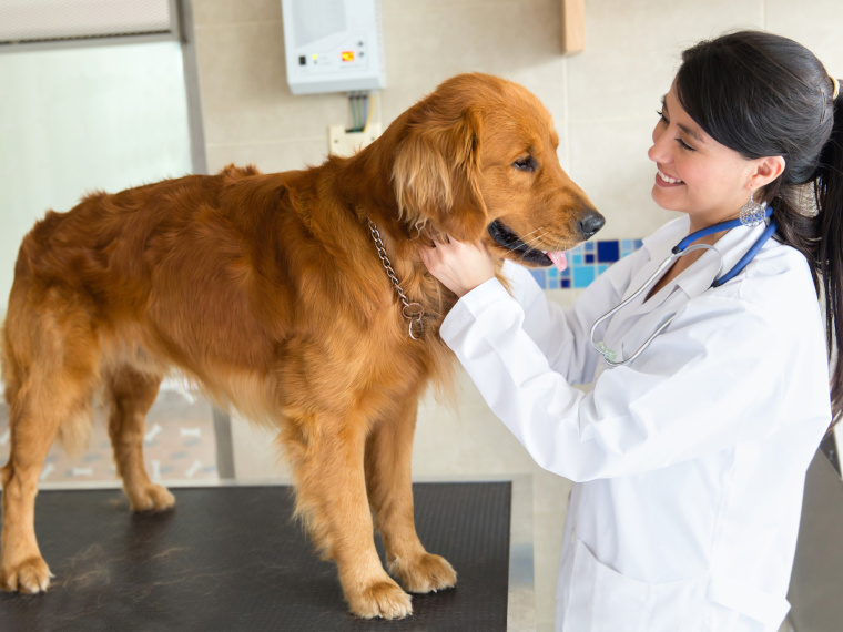 formations soins animaliers