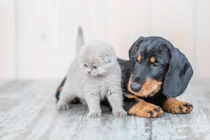 interdire la vente de chiens et chats