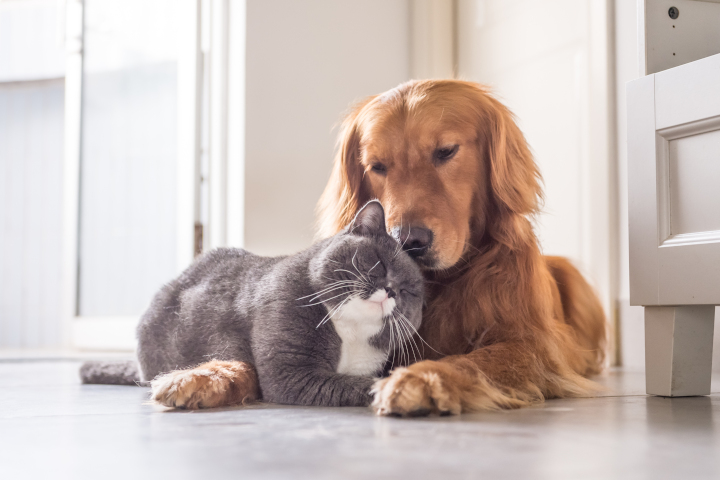 certificat de connaissances pour les futurs propriétaires d’animaux de compagnie