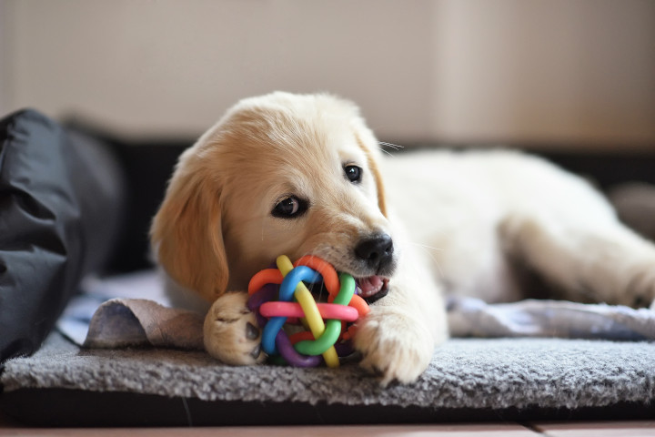 jouets adaptés pour les chiens