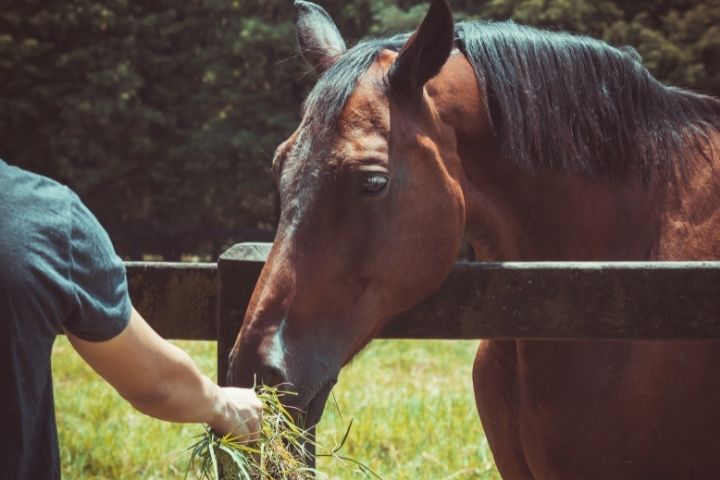 travailler dans un centre equestre comme cavalier soigneur