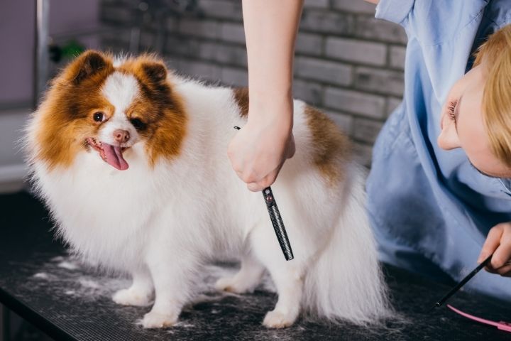 formation toiletteur pour chiens