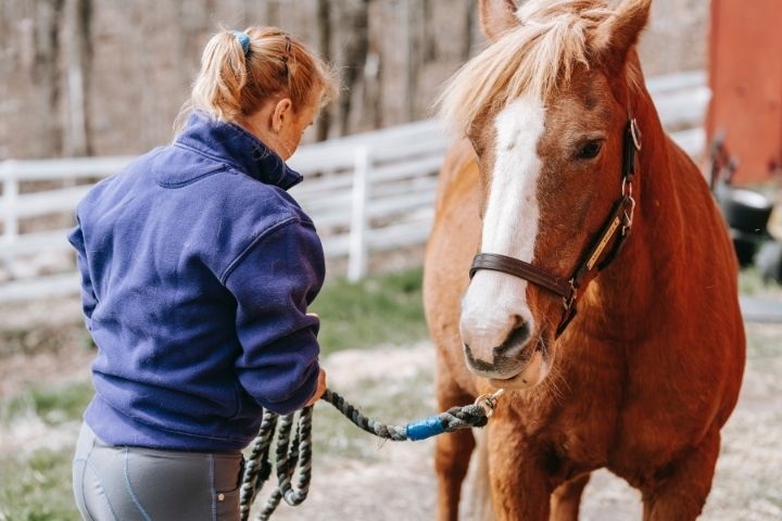 Métier avec les chevaux