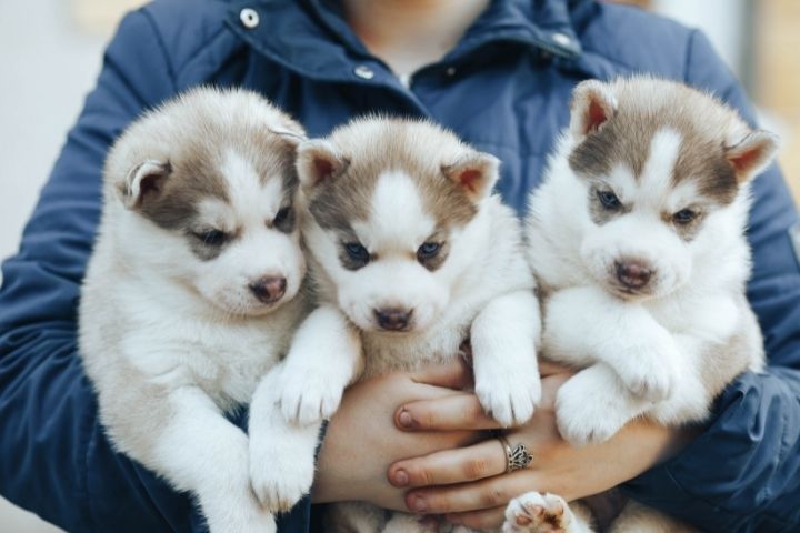 Devenir éleveur Canin