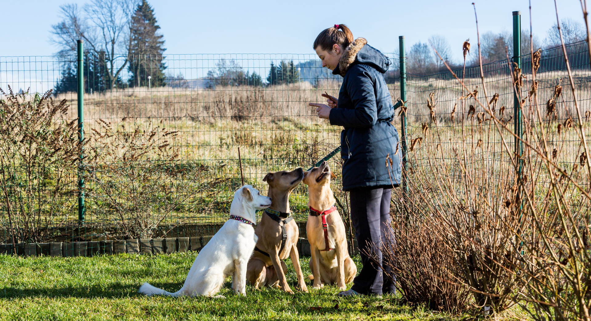 formation éducateur canin