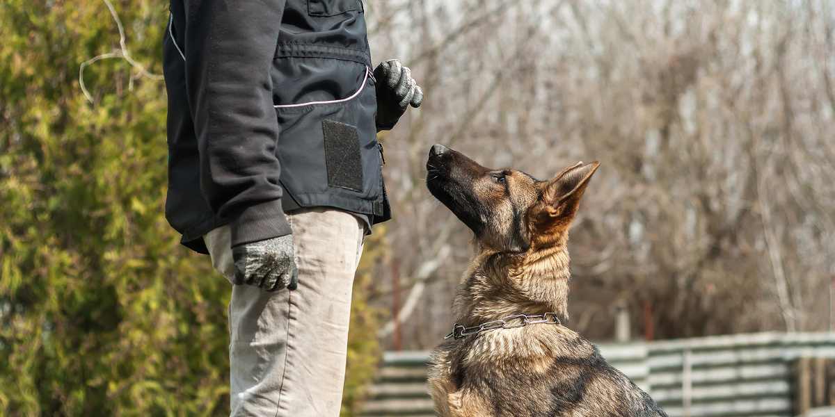 formation éducateur canin