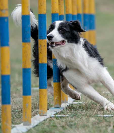 formation éducateur canin