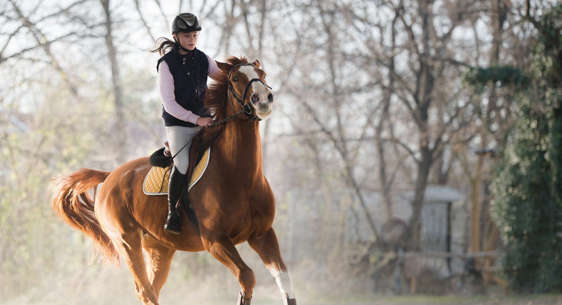 formation cavalier soigneur