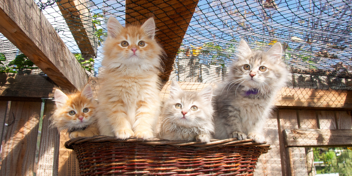formation conseiller en animalerie