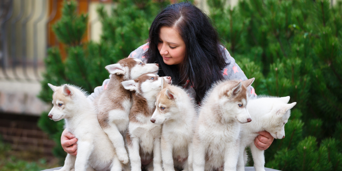 formation éleveur canin félin