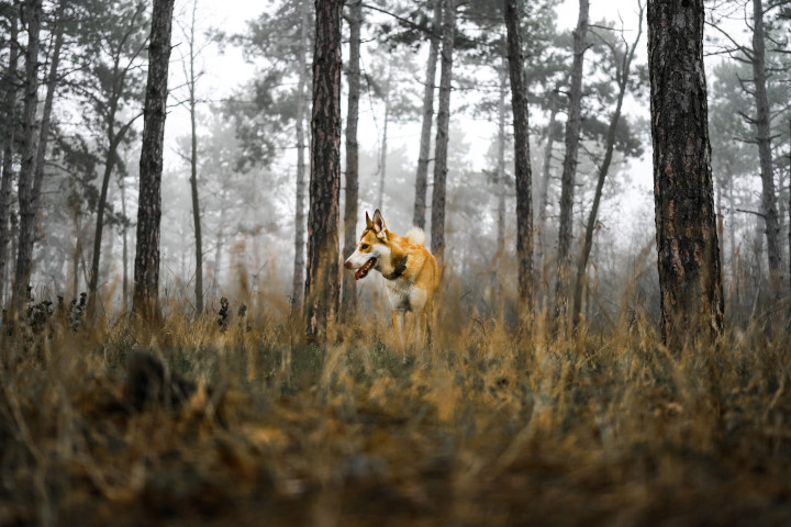 Le lundhund norvégien