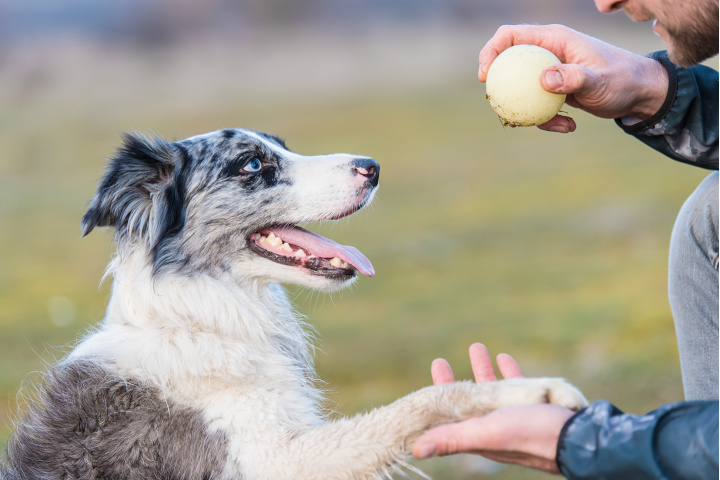 Faire appel à un éducateur canin