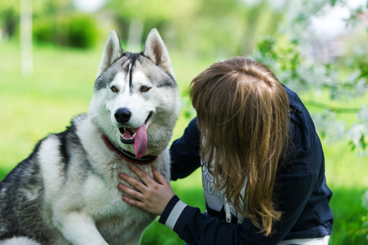 Bon éducateur canin