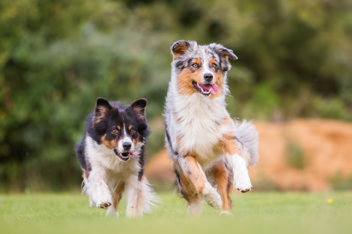 meilleure race de chien