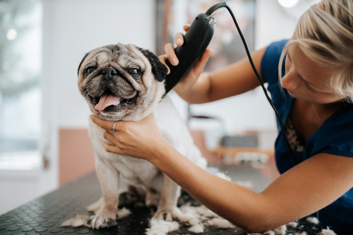 CTM toiletteur canin