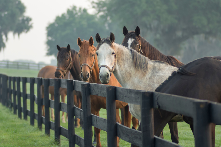 élevage de chevaux