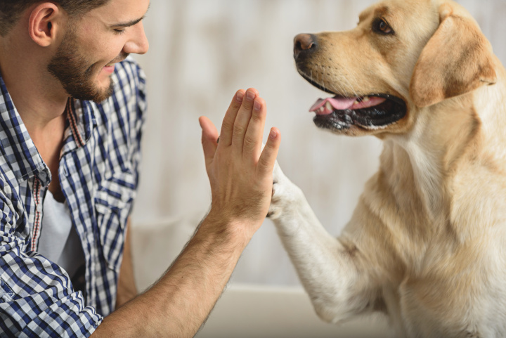 loi vente animaux particulier 2022