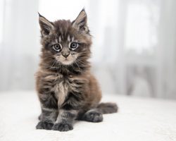Fotolia_134697959_blognews Maine Coon