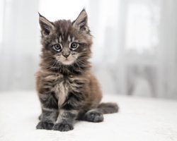 Fotolia_134697959_blognews Maine Coon