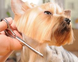 yorkshire terrier getting his hair cut at the groomer formation toiletteur