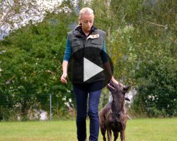 img_videotutoriel_educateurcanin éducateur canin