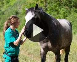img_videotutoriel_soigneurequin soigneur équin