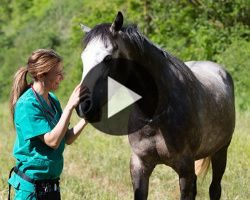 img_videotutoriel_soigneurequin soigneur équin