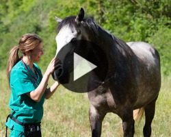 img_videotutoriel_soigneurequin soigneur équin